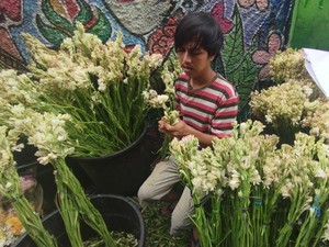 Penjual Bunga Sedap Malam di Jakbar Cuan Rp 5 Juta Per Hari Jelang Lebaran