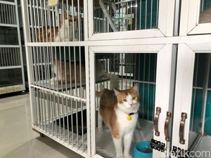Musim Mudik Lebaran 2024, Jasa Penitipan Kucing di Kota Malang Laris Manis