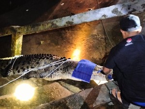 Resahkan Warga Rote Ndao, Buaya Jantan 3,97 Meter Ditangkap BBKSDA