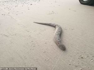 Monster Sandworm di Film Dune Sungguh Ada di Dunia Nyata