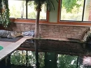 Hiii! Ada Aligator Berenang bareng Anak-anak