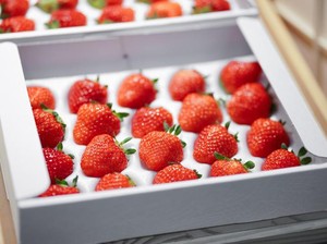Satunya Bisa Jutaan Rupiah! Ini Fakta Menarik Buah di Jepang
