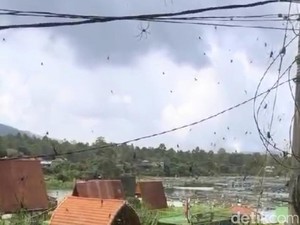 Heboh Kawanan Laba-laba Mendadak Muncul di Kintamani