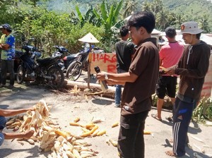Petani Blokir Jalan Imbas Anjloknya Harga Jagung, Pemkab Bima Buka Suara