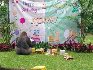 Rayakan Ultah Gorila Komu, Ragunan: Sayangi dan Lindungi Satwa Liar
