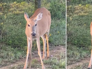 Video Viral Rusa Santai Ngunyah Ular, Internet Gempar