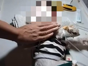 4 Pemuda Jember yang Siksa Anjing Maltese hingga Mati Dilaporkan ke Polisi