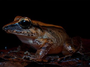 Katak Ini Punya Teriakan Ultrasonik di Luar Nalar