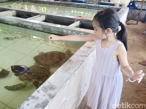 Lebih Dekat Yuk dengan Penyu di Rumah Penyu Denpasar
