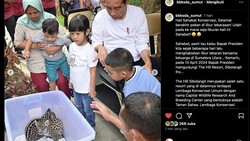 Jokowi Ajak Cucu Lihat Bayi Jaguar Kala Berlibur di Medan