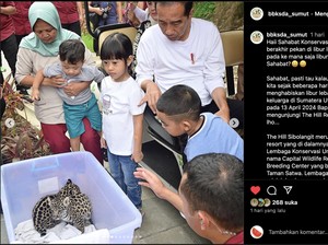 Jokowi Ajak Cucu Lihat Bayi Jaguar Kala Berlibur di Medan