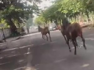 Heboh 3 Kuda Lepas dari Kandang hingga Berlarian di Tengah Jalanan Surabaya