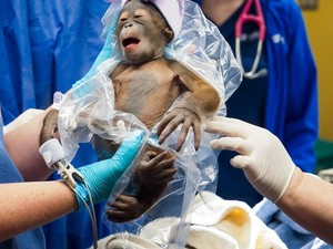 Orangutan Kalimantan Lahir di Kebun Binatang di Florida AS