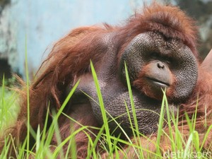 Orang Utan Legendaris yang Jadi Primadona di Bunbin Bandung