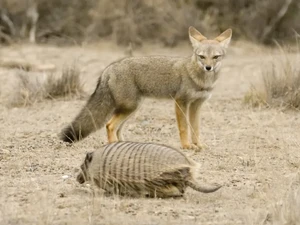 Rubah Pernah Jadi Sahabat Terbaik Manusia, Sebelum Anjing