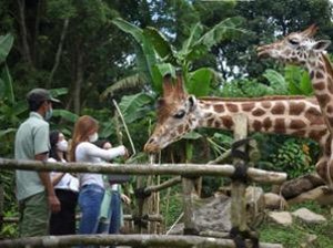 Simak! Ini Tips Liburan Nyaman dan Aman di Taman Safari Bogor