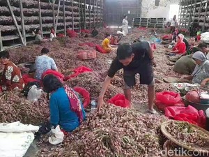 Ternyata Ini Biang Kerok Harga Bawang Merah Ngegas Tembus Rp 50 Ribu