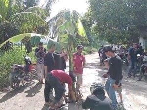 Warga Bulukumba Tanam Pohon Pisang di Jalan Rusak gegara Diabaikan Pemerintah
