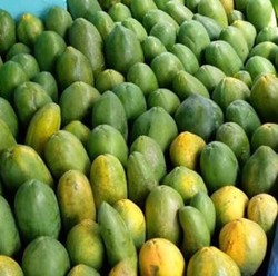 10 Makanan yang Tidak Boleh Dikonsumsi Bareng Pepaya