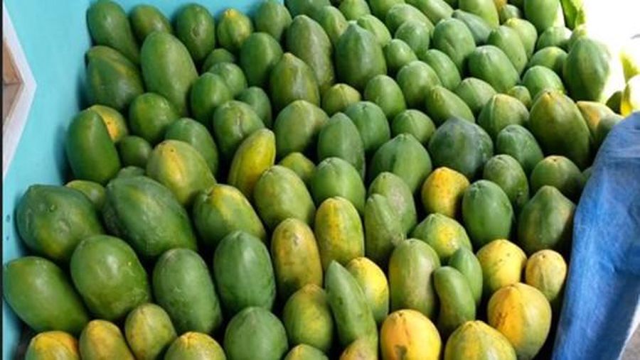 Pepaya