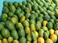 10 Makanan yang Tidak Boleh Dikonsumsi Bareng Pepaya