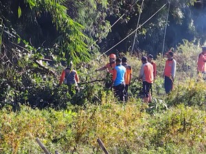 Hujan Angin Seharian Sebabkan Sejumlah Pohon Tumbang di Klungkung