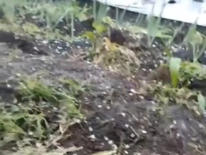 Fenomena Hujan Es Terjadi di Pagar Alam, BMKG Sebut Masuk Musim Pancaroba