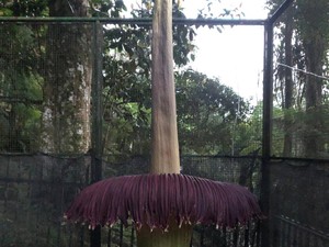 Mekarnya Bunga Bangkai Jadi Kado Ultah ke-172 Kebun Raya Cibodas