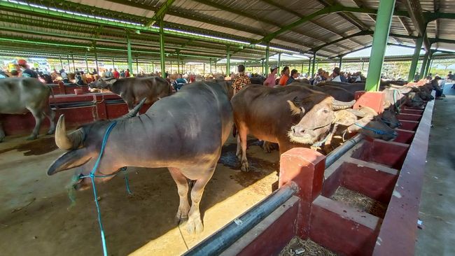 Kementan Tangani Kasus Kematian 410 Ekor Kerbau di Sumatra Selatan