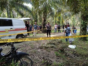 Remaja di Rohul Tewas Ditebas Teman gegara Dituduh Ambil Brondolan Sawit