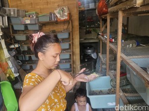 IRT di Klungkung Raup Cuan Jutaan dari Bisnis Ternak Tikus Putih