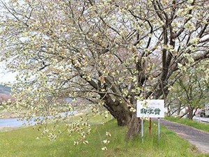 Tak Hanya Pink, Jepang juga Punya Sakura Hijau yang Langka