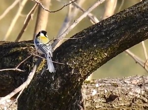 Ternyata Begini Cara Burung Berkomunikasi, Pakai Kepakan Sayap?