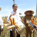 Teriak Harga Jagung Lagi Anjlok, Jokowi Minta 2 Menteri Lakukan Ini