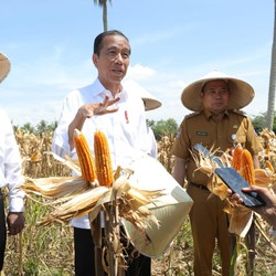 Teriak Harga Jagung Lagi Anjlok, Jokowi Minta 2 Menteri Lakukan Ini