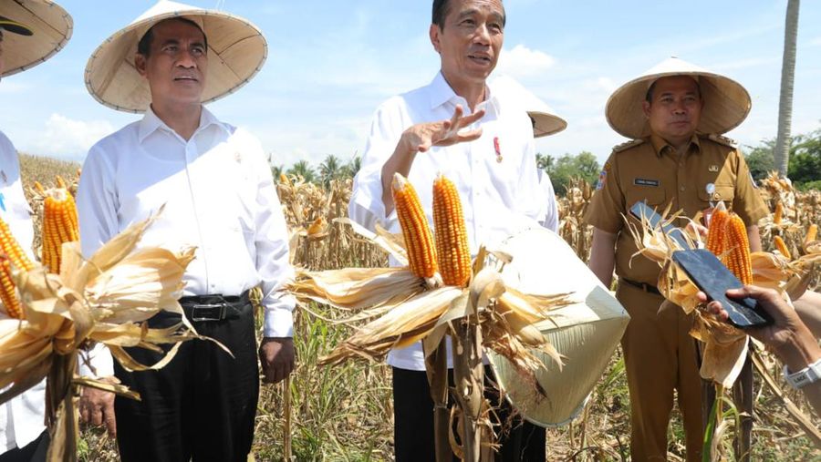 Presiden Joko Widodo (Jokowi) bersama Menteri Pertanian (Mentan) Andi Amran Sulaiman meninjau jalannya panen raya jagung di Desa Kotaraja, Kecamatan Dulupi, Kabupaten Boalemo, Provinsi Gorontalo, Senin (22/4/2024)