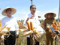 Teriak Harga Jagung Lagi Anjlok, Jokowi Minta 2 Menteri Lakukan Ini