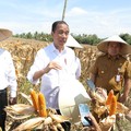 Jokowi Pamer Impor Jagung RI Kini Cuma 450.000-an Ton, Ingatkan Ini
