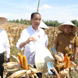 Jokowi Beri Lampu Hijau Kerja Sama RI-Vietnam soal Pangan