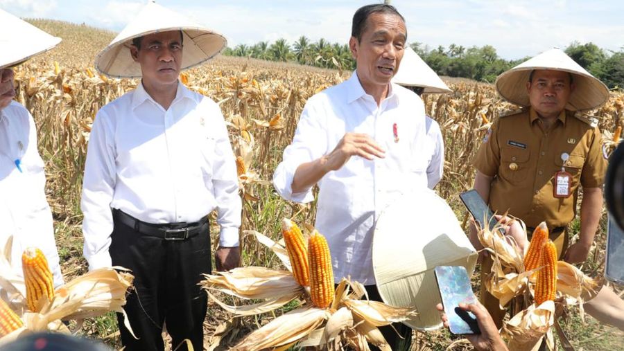 Presiden Joko Widodo (Jokowi) bersama Menteri Pertanian (Mentan) Andi Amran Sulaiman meninjau jalannya panen raya jagung di Desa Kotaraja, Kecamatan Dulupi, Kabupaten Boalemo, Provinsi Gorontalo, Senin (22/4/2024)