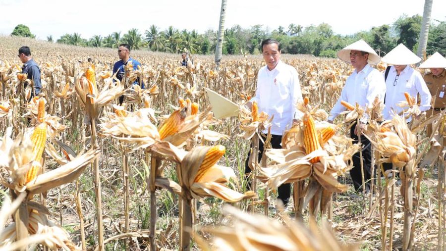 Presiden Joko Widodo (Jokowi) bersama Menteri Pertanian (Mentan) Andi Amran Sulaiman meninjau jalannya panen raya jagung di Desa Kotaraja, Kecamatan Dulupi, Kabupaten Boalemo, Provinsi Gorontalo, Senin (22/4/2024)