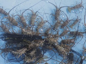 Regulasi Tata Kelola Lobster Dinilai Bisa Atasi Masalah Penyelundupan