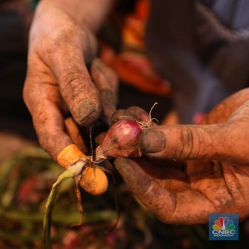 Bawang Merah Bikin Heboh, Harganya Naik Gila-Gilaan Usai Libur Lebaran