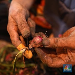 Bawang Merah Bikin Heboh, Harganya Naik Gila-Gilaan Usai Libur Lebaran