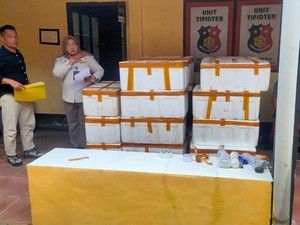 Polisi Gagalkan Penyelundupan 148.455 Benih Lobster ke Singapura