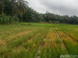 Lumbung Pangan di Balik Pesona Wisata Pangandaran