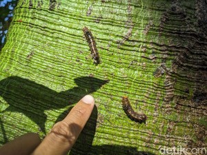 Ulat Bulu Serang Warga Ponorogo, 15 KK Mengungsi untuk Mandi