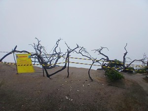 Hutan Mati TWA Ijen Ditutup Buntut Wisatawan China Tewas Jatuh ke Jurang