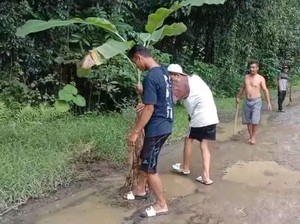 Warga Tanam Pohon Pisang-Tebar Ikan Lele di Jalan Rusak Lebak