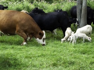 Sleman Kekurangan Ribuan Sapi dan Kambing buat Kurban Idul Adha